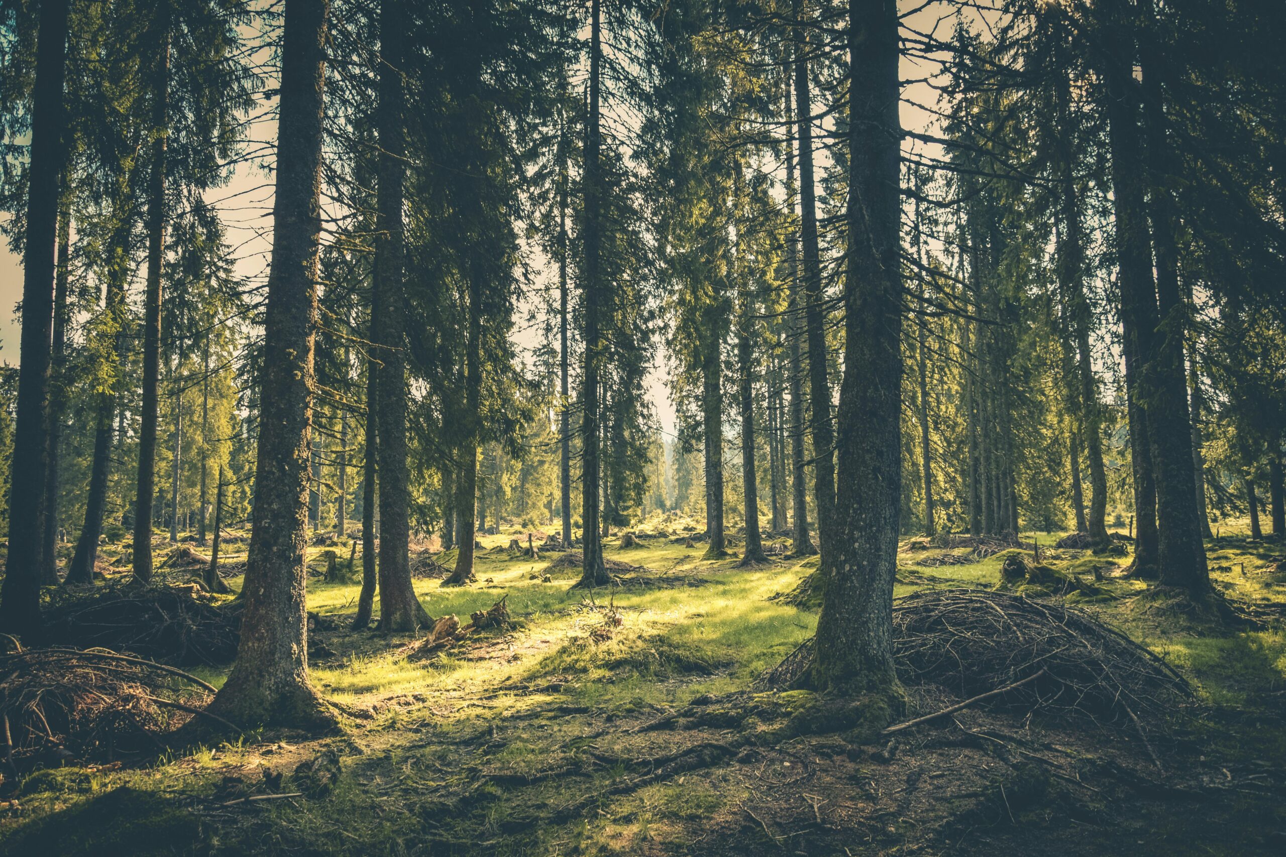 Forest Bathing – How Nature Can Heal Mind and Body